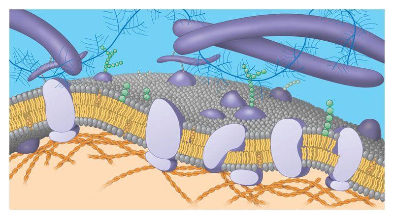 Membranes: phospholipid bilayer had the heads of the phospholipids facing outward and the tails facing inward hospholipids Hydrophilic heads Hydrophobic tails Have a hydrophilic head two hydrophobic