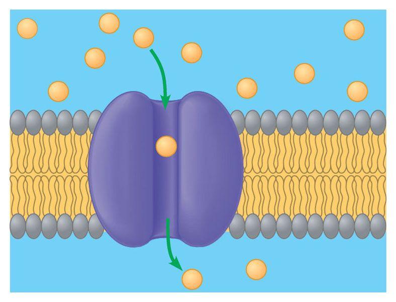 assive transport is diffusion across a membrane In passive transport, substances diffuse through membranes without work by the cell Small nonpolar molecules such
