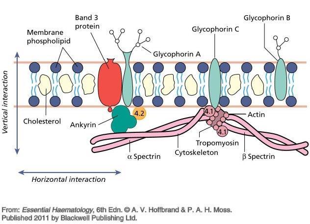 RBC membrane structure Carbohydrate antigens
