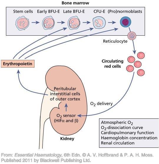 Regulation of erythropoiesis and the Production of erythropoietin A)-Oxygen supply of tissues: Decreased oxygen supply (hypoxia) to tissues stimulates secretion of erythropoietin (EP) hormone.