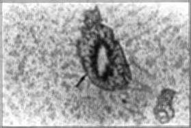 Exocrine pancreas in L. rohita collected at the end of the experiment. The tissues were preserved in 10% phosphatebuffered formalin and processed for light microscopy using standard method.
