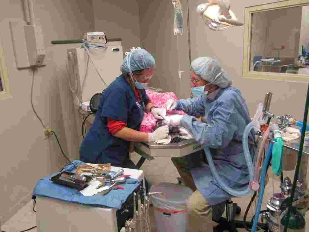 Technician Monitoring During Anesthesia A technician is dedicated to monitoring your pet while they are under general anesthesia.