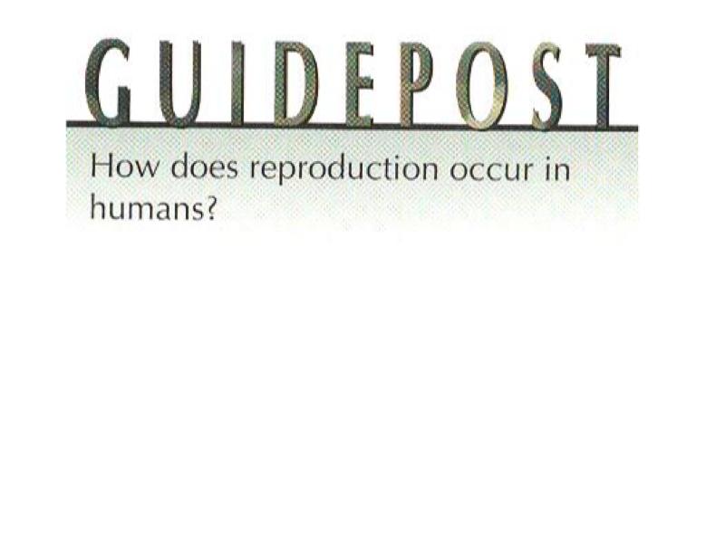 Continuity through Reproduction The Human Reproductive System Hormones Control Reproductive Cycles