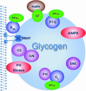 Alcohol disrupts diurnal rhythm in liver glycogen Glycogen particle Dynamic organelle 40 50 proteins Glycogen targeted phosphatase Protein Phosphatase 1 PP1 GP and GS activities regulated by
