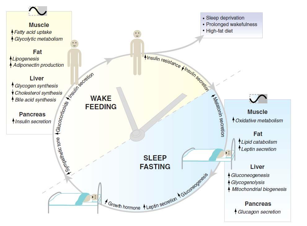 Time of day dependent changes in metabolism Extrinsic and