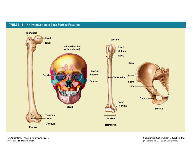 Bone Markings Table 6 1 (2 of 2) Today Examine a long bone, look at bone model, skeleton Effects of heat and HCl on