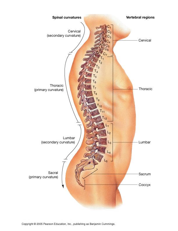 Vertebral column = 26 bones Vertebrae types of vertebrae - cervical, atlas, axis, thoracic, lumbar, sacral, coccygeal parts of a