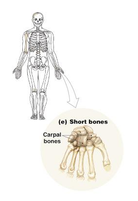 Short Bones Are small and cubeshaped