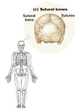 Sutural Bones Small, irregular bones Found between the flat bones of the