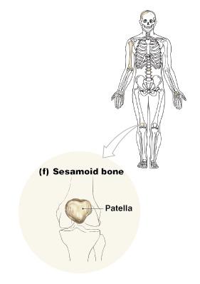 number of bones in the body Figure 6 1c Sesamoid Bones Small and flat, sesame