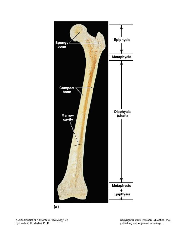 Long Bones Parts Diaphysis