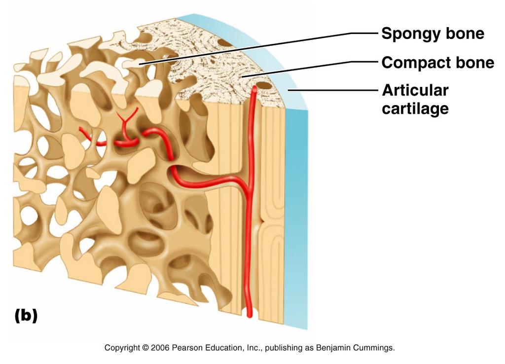 The Epiphysis Expanded ends of long bones (Head) Mostly spongy (cancellous) bone Covered with compact bone
