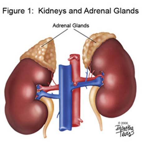 jpg Adrenal Gland Attached to the upper pole of each kidney