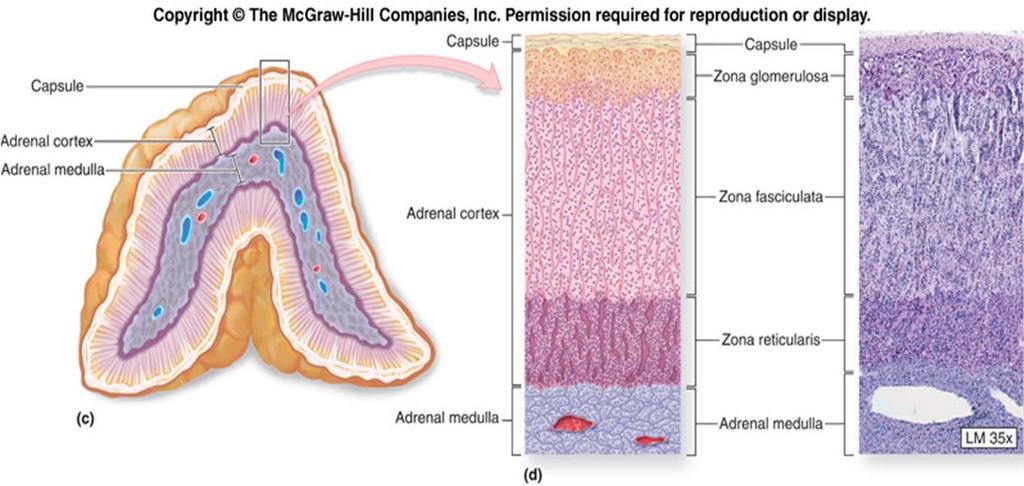 http://humanphysiology2011.wikispaces.com/file/view/structure_of_adrenal_gland s.jpg/198568168/structure_of_adrenal_glands.