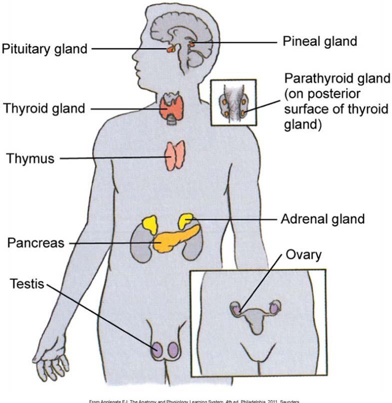 Pituitary Diseases Pituitary Gland Pituitary hyperfunction