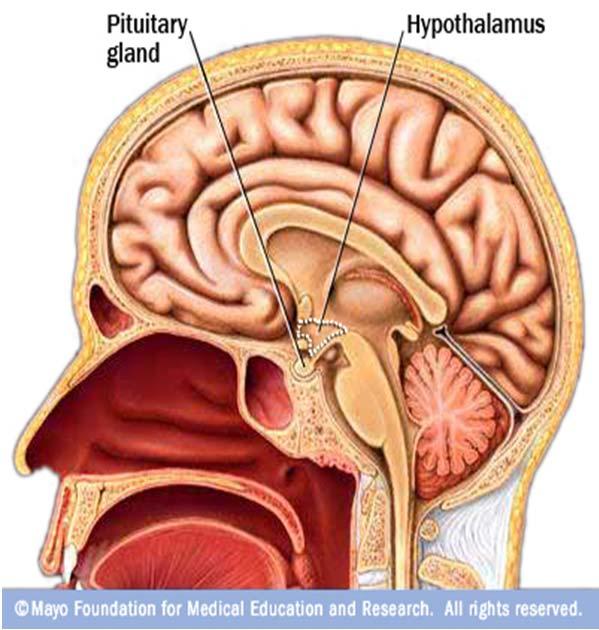 Located intracranially at sella turcica at base of the cranium Anterior pituitary Posterior pituitary Connected to the hypothalamus via a stalk Pituitary Gland Pituitary Gland Anterior pituitary