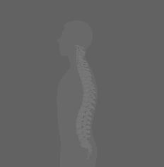 THE SPINE The normal healthy spine has a naturally curved shape.