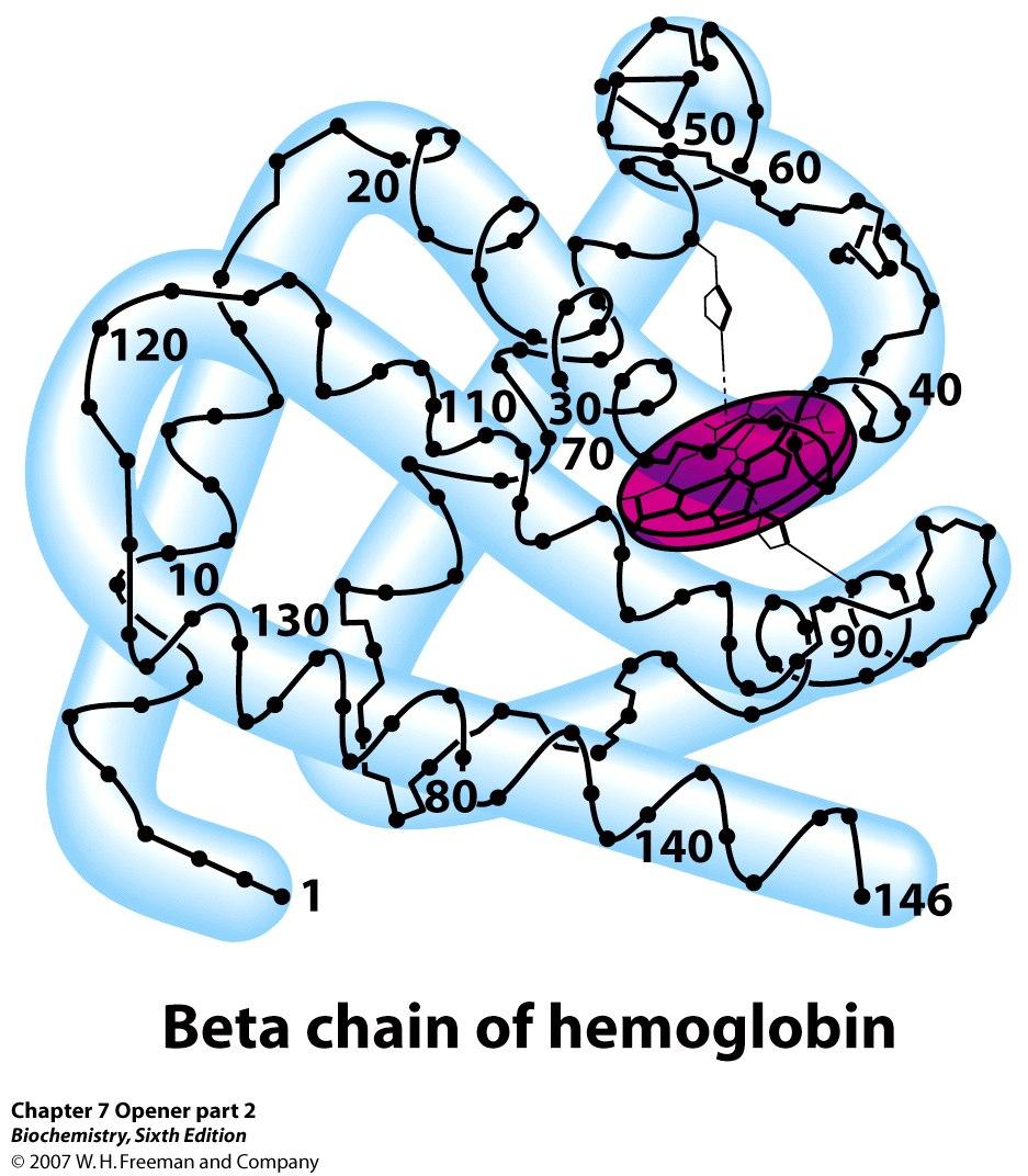 The first 3-dimensional structure of a protein were published in the late 1950 s by John Kendrew