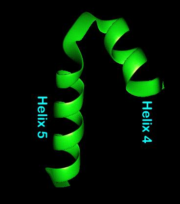 Helix-turn-helix is a structural motif capable of binding DNA.
