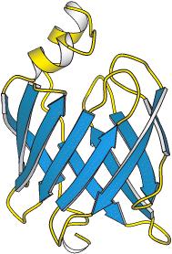 A domain A domain is a compactly folded region of polypeptide found in proteins with similar function and/or structure. Domains with similar conformations are associated with the particular function.