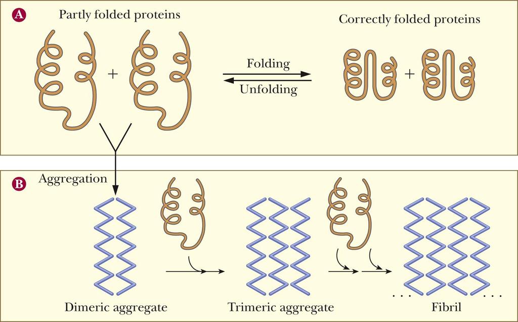 The problem of misfolding When proteins do not fold correctly, their internal hydrophobic regions