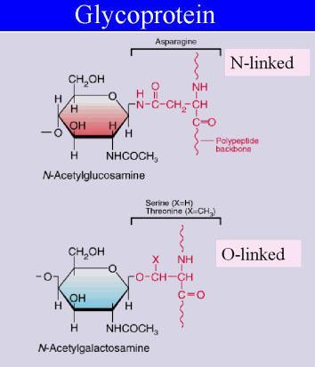 Classes of glycoproteins N-linked sugars The amide nitrogen of the R- group of asparagine
