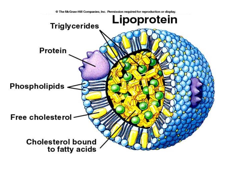 Others Proteins can also be associated with lipid and are termed
