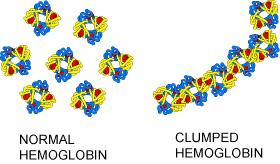 globular Soluble in water Most proteins do not have quaternary structure Fibrous proteins have 1, 2, and 4,