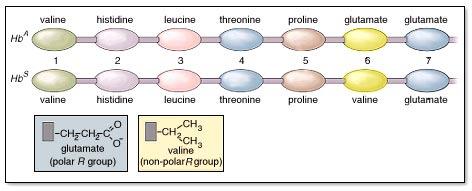 Leads to defect in 4 structure Biological activity of a protein highly dependent on shape Changes in shape =