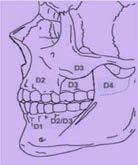 osseointegration of dental
