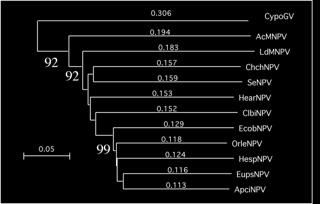 Figure 2. Phylogenetic relatedness of concatenated LEF-8 and PIF2 orfs from selected baculoviruses.