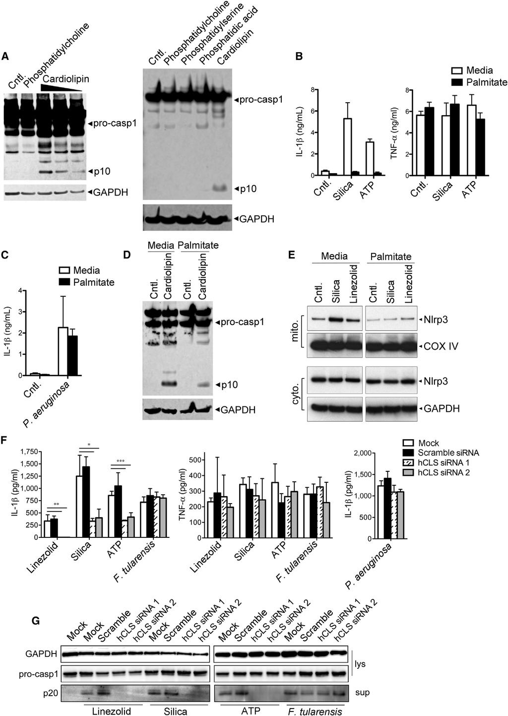 Figure 6. Cardiolipin Is Required and Sufficient for Nlrp3 Inflammasome Activation (A) LPS-primed J774A.