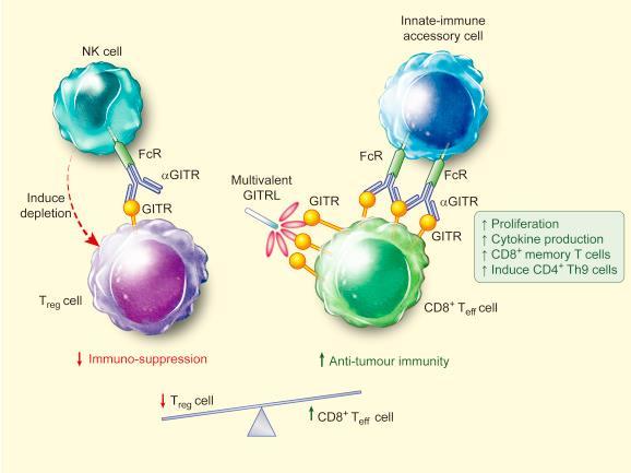 Rationale for anti-gitr agonist in cancer GITR is a co-stimulatory member of the TNF receptor family GITR expressed constitutively on Treg; inducible by activation on Teff, NK cells