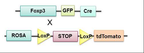 Experiments in FoxP3 lineage tracing mice indicate