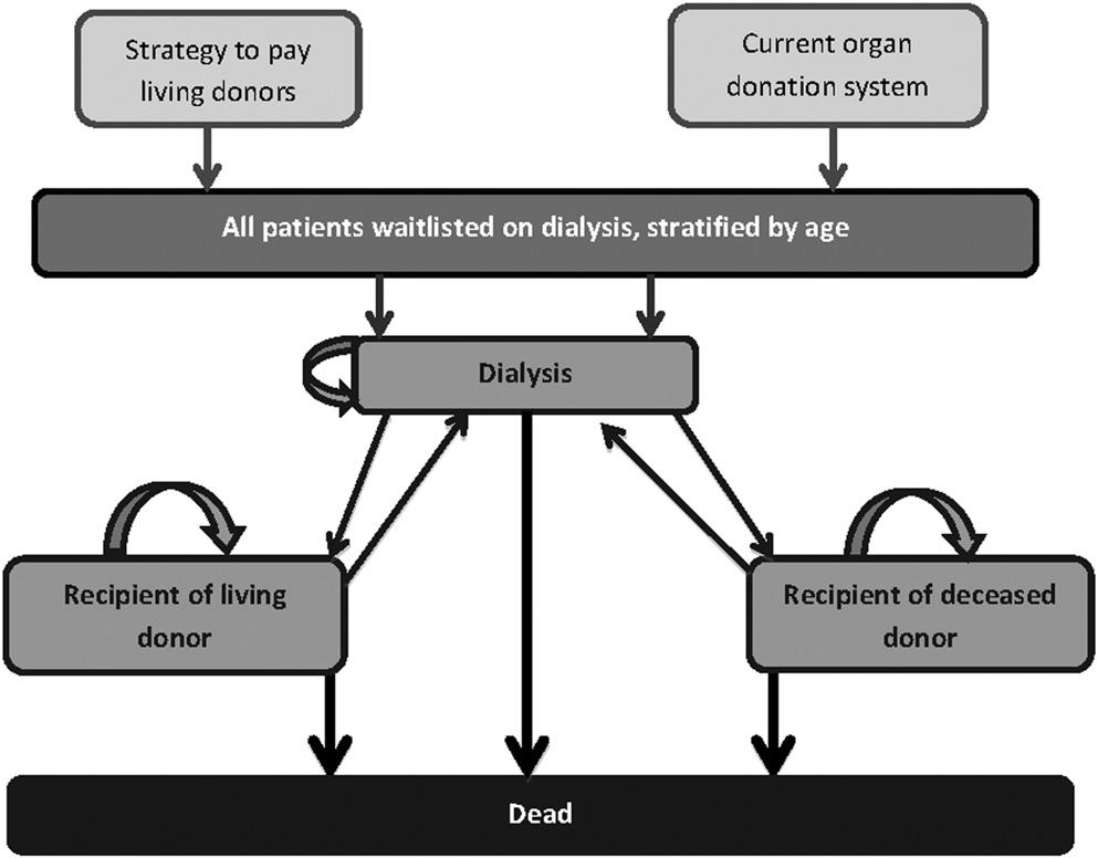 Clin J Am Soc Nephrol 8: ccc ccc, December, 2013 Cost-Effectiveness of Paying Living Kidney Donors, Barnieh et al. 3 Figure 1. Overview of model. QALY, quality-adjusted life year.