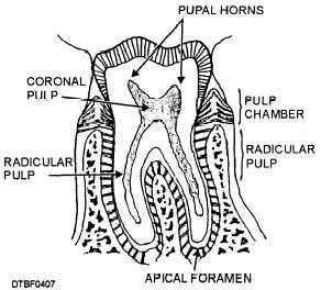 Pulp The pulp and within it the pulp chamber, which follows the contours of the exterior surface of
