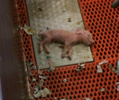 Three main causes of piglet mortality