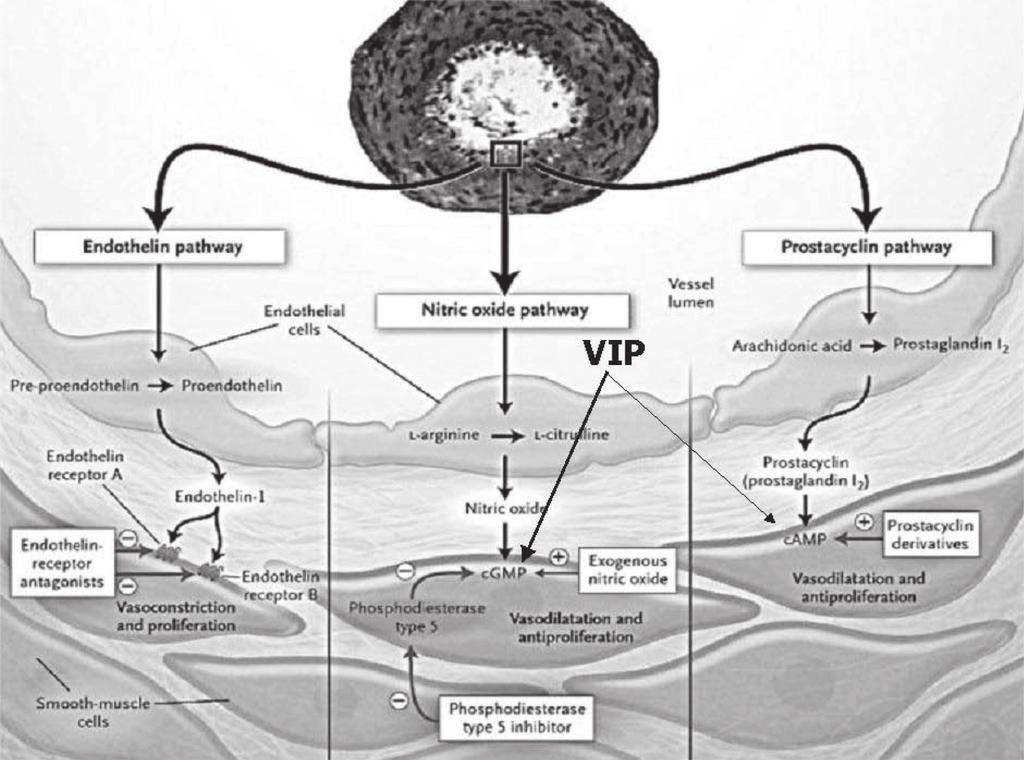 Bosentan and PAH Figure 1 Consequences of endothelial dysfunction on pulmonary vascular smooth muscle showing potential targets for therapy.