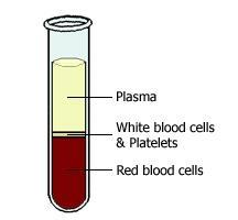The middle white layer is composed of white blood cells (WBCs) and platelets, and the bottom red layer is the red blood cells (RBCs). These bottom two layers of cells form about 40% of the blood.