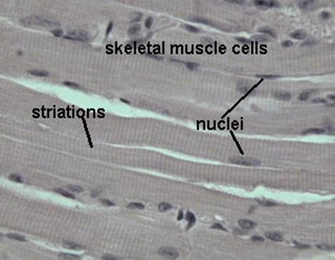 SKELETAL MUSCLE INFORMATION SHEET A whole skeletal muscle is considered an organ of the muscular system.