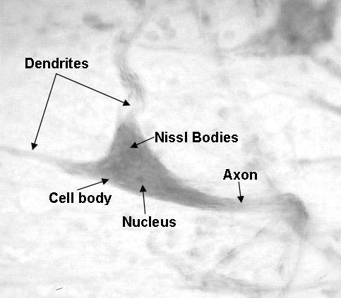 The human body is made up of trillions of cells. Cells of the nervous system, called nerve cells or neurons, are specialized to carry "messages" through an electrochemical process.