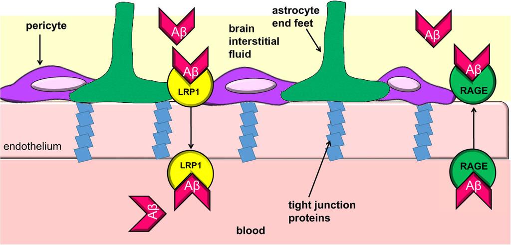 Stock et al. Journal of Neuroinflammation (2018) 15:240 Page 9 of 15 Fig. 3 Amyloid beta crosses the blood-brain barrier by receptor mediated transport.