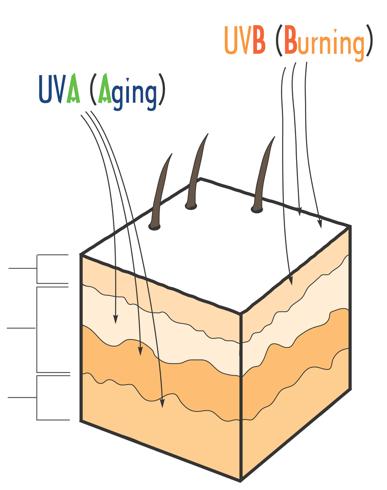 UVA and UVB Radiation Solar UV radiation is 95% UVA & 5% UVB. UVA causes tanning, aging & skin cancer.