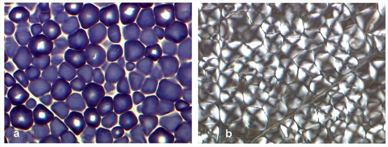 1 1200 1150 1100 1050 1000 950 900 Wavenumbers (cm -1 ) Iodine-stained micrograph and Cross-polarised micrograph FTIR