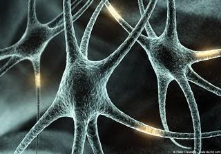 2 Neurons are highly irritable If adequately stimulated, an electrical impulse (action potential) is conducted along the axon.