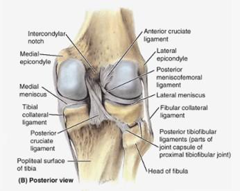 medial and lateral collateral ligaments