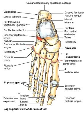 Tarsometatarsal Joints movement: gliding Intermetatarsal Joints Metatarsophalangeal Joints ball-and-socket type collateral ligaments deep