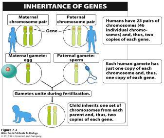 Chapter 7 Learning Outcomes Explain the concept of a single-gene trait Describe Mendel s contributions to the field of genetics Be able to define