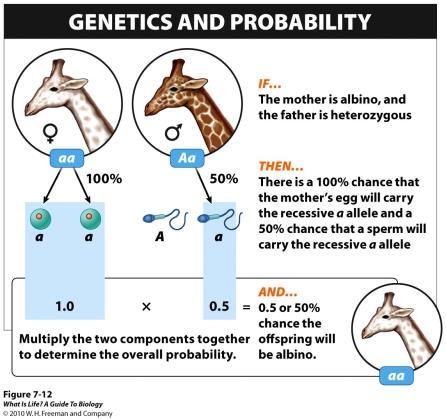 Probabilities If a male is heterozygous for albinism (Aa) and a female is