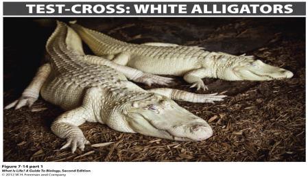 You would like to produce white alligators via a mating program.
